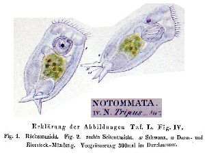 Ehrenberg, C G (1838): Die Infusionsthierchen als vollkommene Organismen. Ein Blick in das tiefere organische Leben der Natur.  p.434, pl.50, fig.4